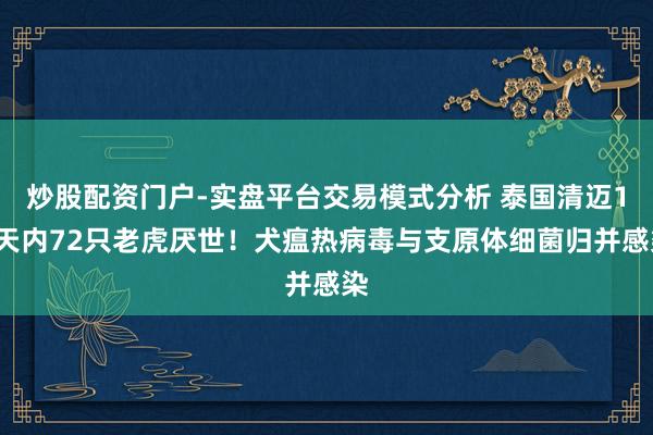 炒股配资门户-实盘平台交易模式分析 泰国清迈12天内72只老虎厌世！犬瘟热病毒与支原体细菌归并感染